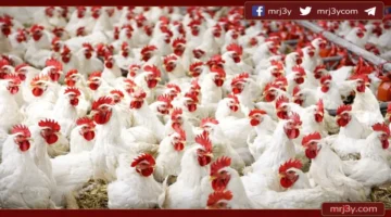 تراجع أسعار الدواجن البيضاء في مصر عقب انتهاء شهر رمضان واستقرار السوق